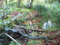 A1160 Strijbeek Hondsdonk Valkenberg 113 242 Meer GPS wandelingen kunt u vinden op  www.gpswalking.nl